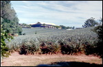 The Big Pineapple
