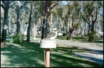 Kookaburra in the caravan park