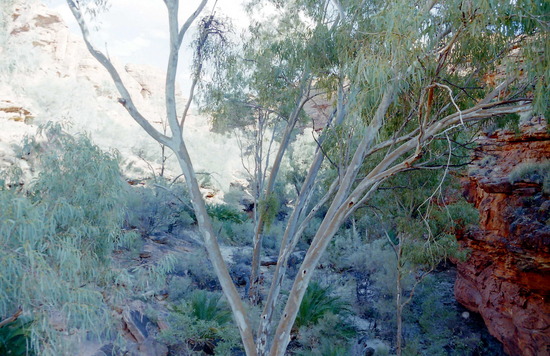 Kings Canyon