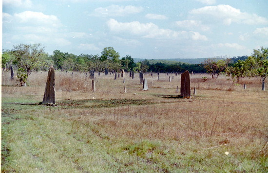 Magnetic Termite Mounds