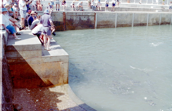 Fish feeding at Doctor's Gully