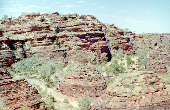 Mini Bungle Bungles