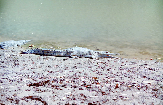 Crocodile at Windjana Gorge