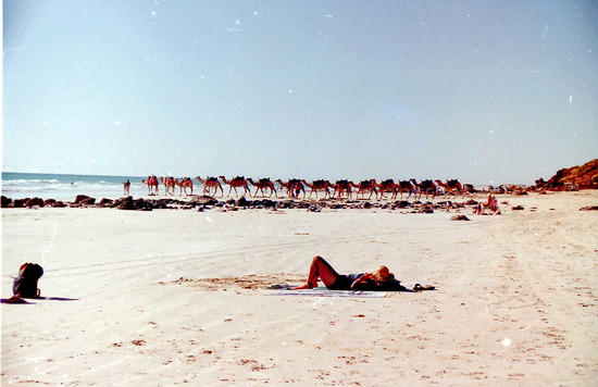 Camels on Cable Beach