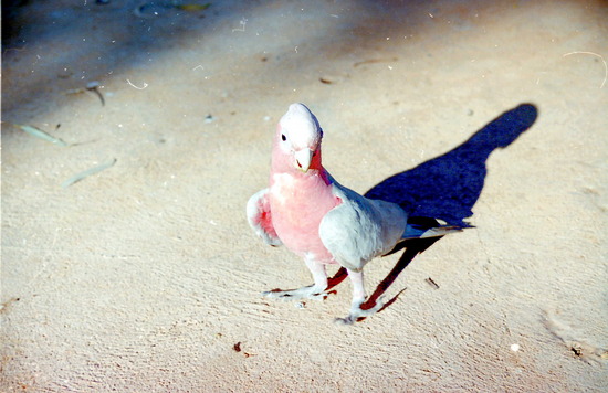 Galah