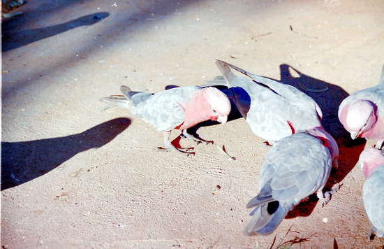 Galahs