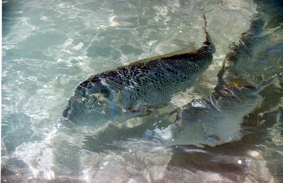 Feeding the snapper