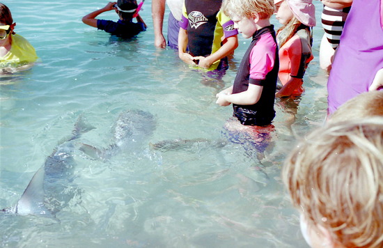 Feeding the snapper