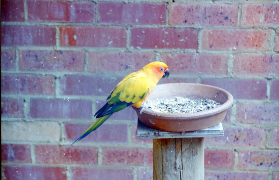 Parrot at the Rainbow Jungle