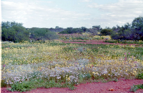 Wildflowers near Kalbarri