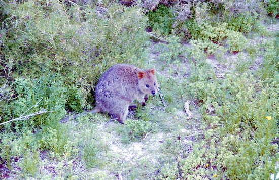 A quokka