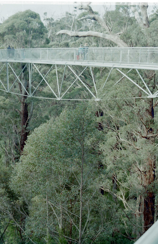 Valley of the Giants