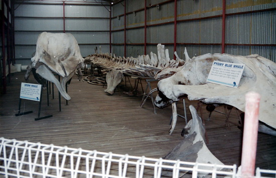Whaling Museum