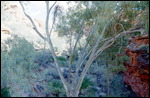 Kings Canyon