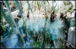 Mataranka Hot Springs
