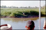 Yellow Waters cruise