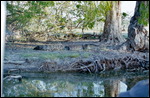 Yellow Waters cruise