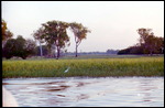 Yellow Waters cruise