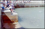 Fish feeding at Doctor's Gully