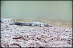 Crocodile at Windjana Gorge
