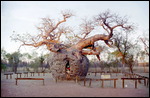 Boab (prison) tree near Derby