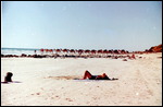 Camels on Cable Beach