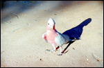 Galah