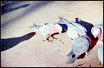 Galahs