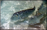Feeding the snapper