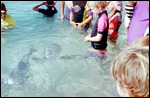 Feeding the snapper