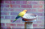 Parrot at the Rainbow Jungle