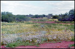 Wildflowers near Kalbarri