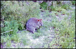 A quokka