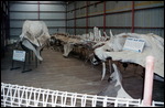 Whaling Museum