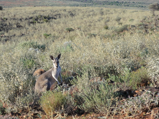 Some kangaroos